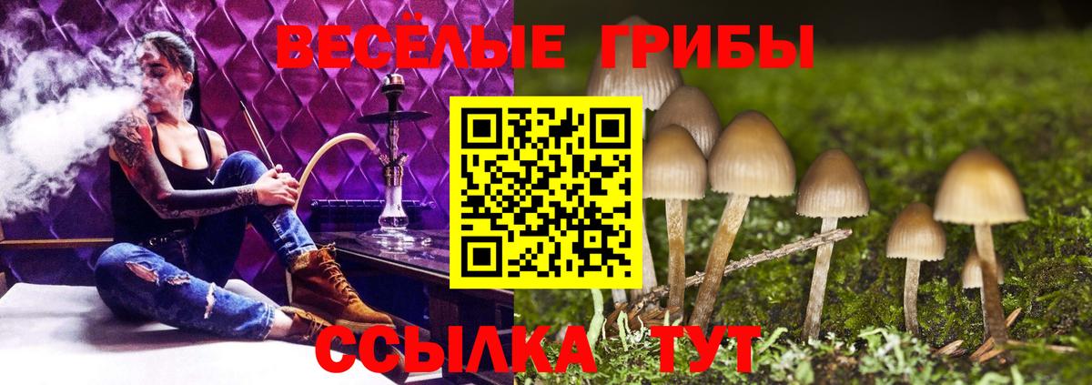 Касимов  Псилоцибиновые грибы Cubensis  Псилоцибиновые грибы прущие грибы  Вход с VPN 